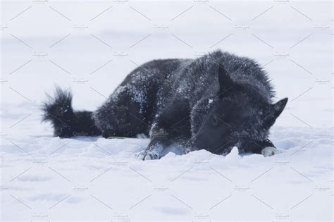 Dog in the snow | High-Quality Animal Stock Photos ~ Creative Market