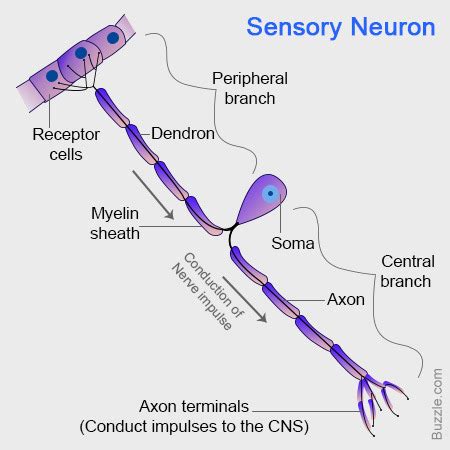 structure and function of sensory, relay and motor neurones Flashcards ...