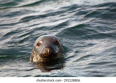 5,702 Farne islands Images, Stock Photos & Vectors | Shutterstock