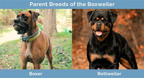 Aprender sobre 93+ imagem boxer x rottweiler - br.thptnganamst.edu.vn