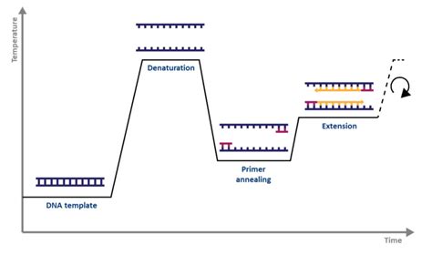 What are the differences between PCR, RT-PCR, qPCR, and RT-qPCR? - Enzo Life Sciences