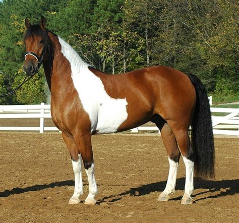 Crosses that work? in General Discussion (Horse Related) Forum | Horses, American paint horse ...