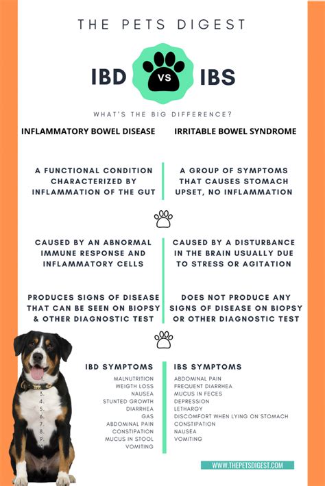 How To Treat Irritable Bowel Syndrome In Dogs