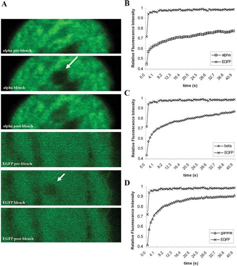 FRAP analysis of hTCEpi cells transiently expressing Np63- EGFP... | Download Scientific Diagram