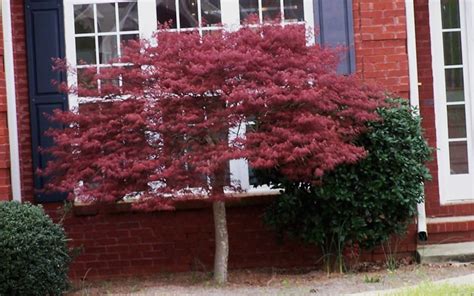 Crimson queen japanese maple tree pruning - siiallabout