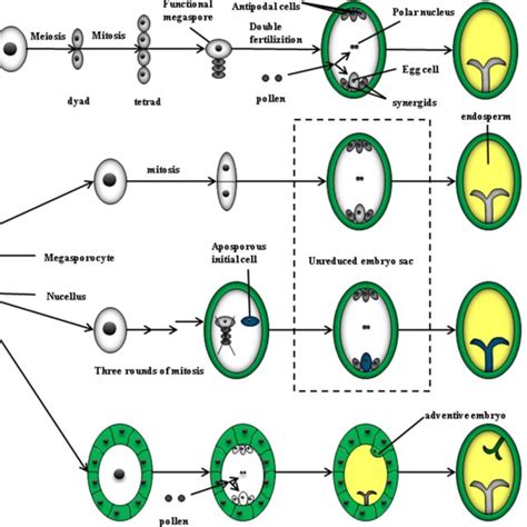 Amphimictic and apomictic embryo formation. a Amphimixis, the megaspore ...