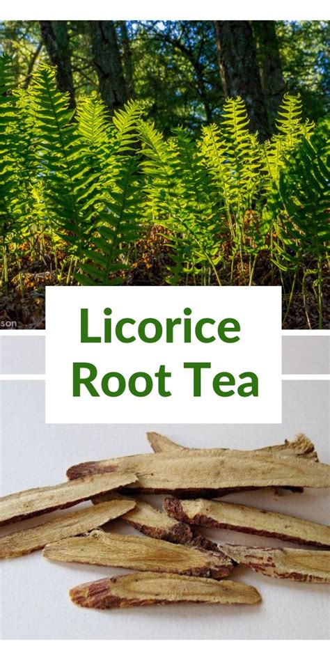 Licorice Root Tea Health Benefits and How to Prepare It | Licorice tea, Licorice root tea ...