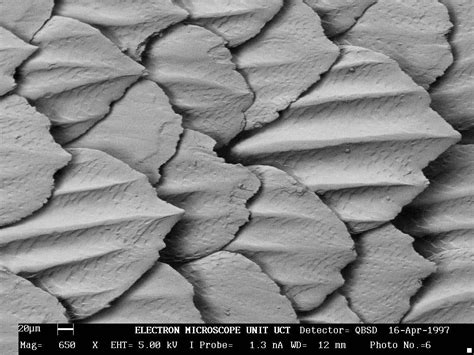 Placoid denticles – Fishionary