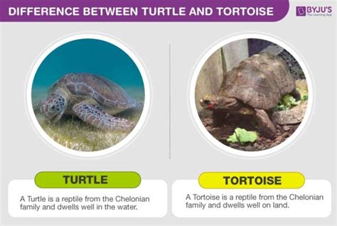 Explore the Difference between Turtle and Tortoise