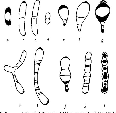 Figure 1 from Cell structure of Corynebacterium diphtheriae. | Semantic Scholar