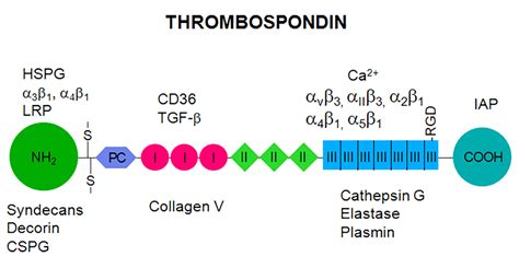 Molecular Events in the Foreign Body Response