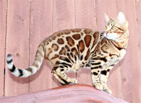 Bengal Cats For Sale | San Diego, CA #280093 | Petzlover