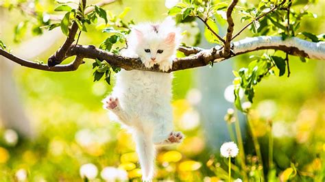 Cute Spring Desktop Wallpaper (With images) | Spring animals, Animal wallpaper, Cute cats