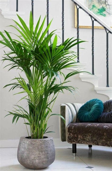 Kentia Palme Balkon Garten Gartenarbeit Haus & Garten #balconygarden | Apartment plants, Plant ...