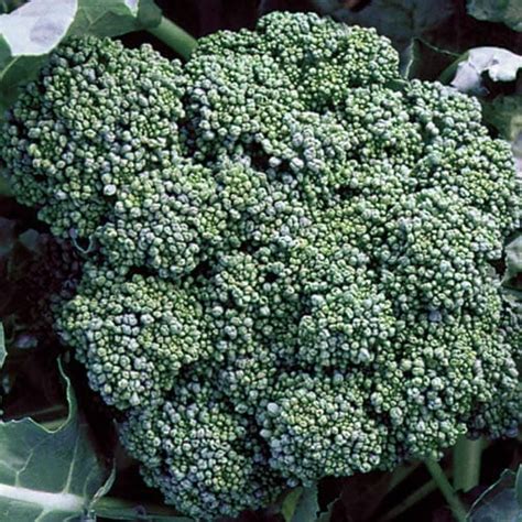 Calabrese Broccoli Seeds | Planet Natural