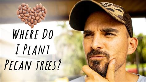 Where To Plant Pecan Trees? Planting Pecan Trees In The Right Place ...