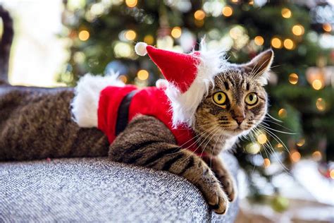 Is There Anything Cuter Than These Photos of 11 Adorable Cats in Santa ...