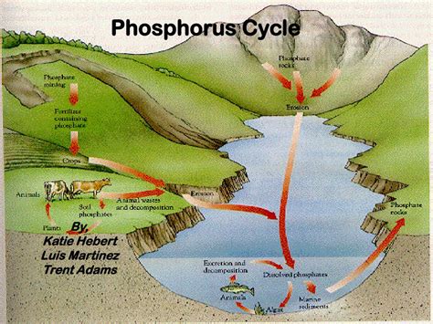 PPT - Phosphorus Cycle PowerPoint Presentation, free download - ID:256106