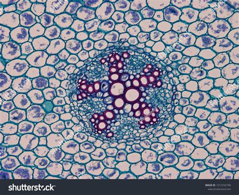 Dicot Root Cross Section - astonishingceiyrs