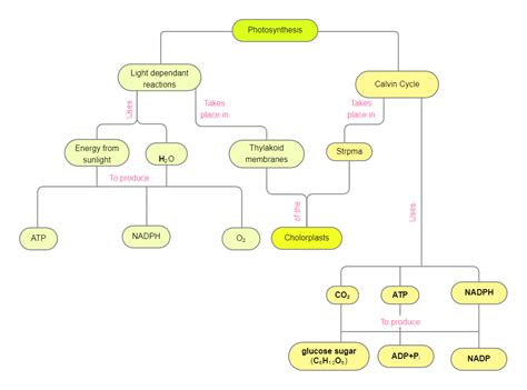 Concept Map of Photosynthesis | EdrawMax Templates