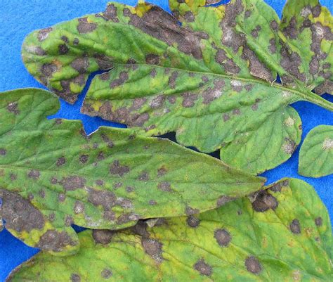 Septoria leaf spot on tomatoes | Vegetable Pathology – Long Island Horticultural Research ...