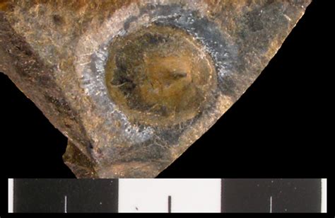 Monoplacophorans from the Cambrian of Utah