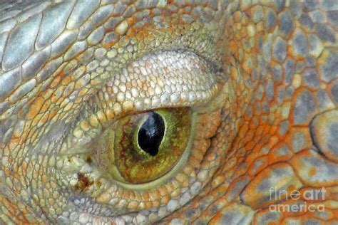 Iguana Eye Photograph by Jim Beckwith - Fine Art America