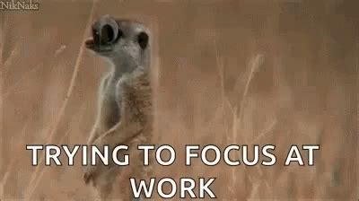 Funny Animals Trying To Focus GIF - Funny Animals Trying To Focus ...