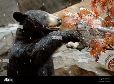 Large Black Bear at bees nest eating honey Stock Photo - Alamy