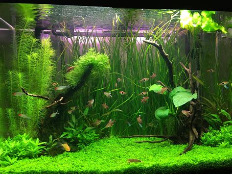 First planted tank. Pretty happy with it. What are your thoughts? : r ...