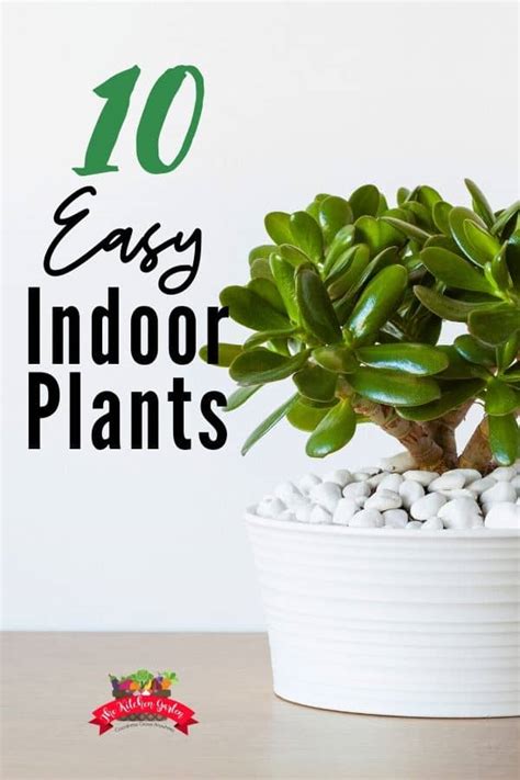 10 Fast Growing Indoor Plants - The Kitchen Garten