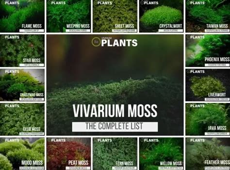 Complete List Of Vivarium Moss & Care Guide Tips | bantam.earth