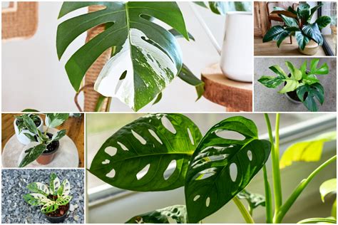Aglaonema Hughes - Aroid Variegated Houseplants - Home Decor - Plant Gift - Indoor Plants ...