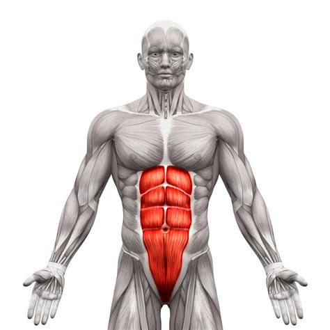 Abdominal Muscles