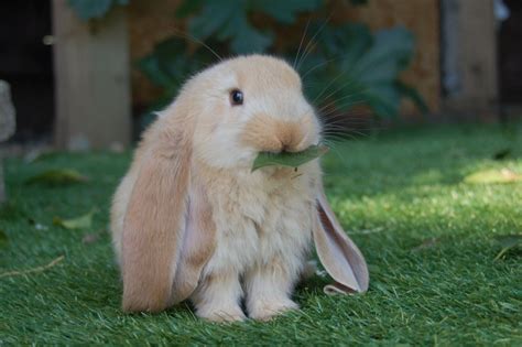 A blonde English lop | Cute bunny pictures, Cute baby bunnies, Cute animals