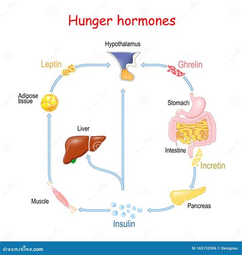 Ghrelin And Leptin Cartoon Vector | CartoonDealer.com #59125617