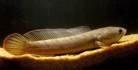 Channa gachua – Dwarf Snakehead (Channa limbata, Ophicephalus gachua) — Seriously Fish