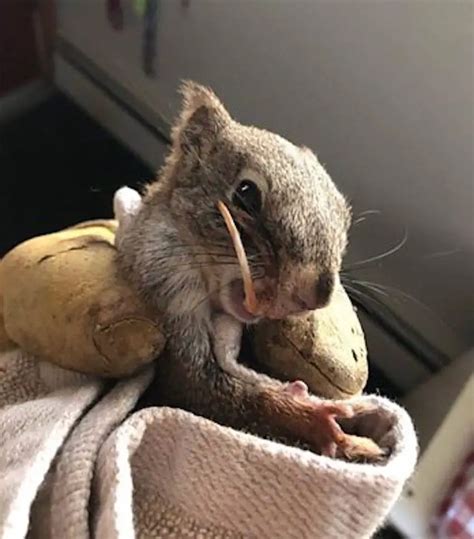 Rancher Saves Squirrel With Curly, Overgrown Teeth