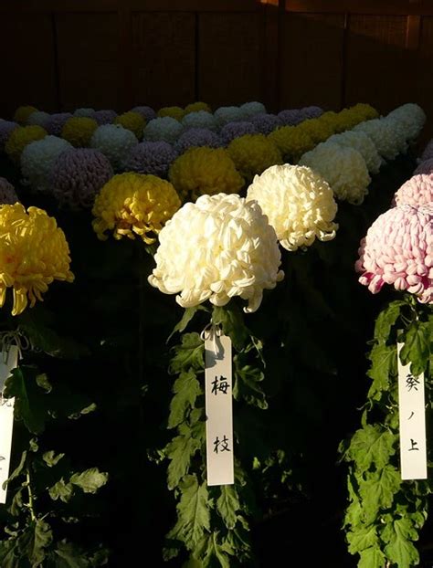 Four Seasons in Japan: chrysanthemum festivals