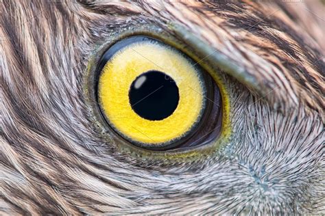 Eagle eye close-up | High-Quality Animal Stock Photos ~ Creative Market