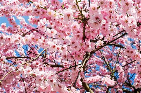 Where to Go for The Most Beautiful Cherry Blossoms in South Korea?