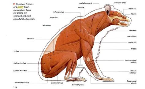 M - Movement | Bear anatomy, Anatomy, Animal anatomy