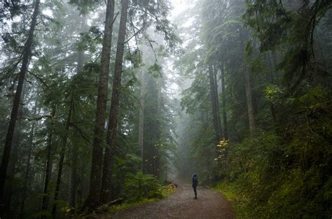 The Most Beautiful Forests of Oregon