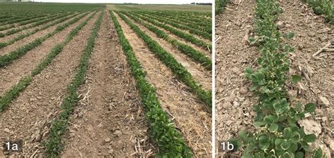 Dicamba Injury Symptoms on Sensitive Crops | CropWatch | University of Nebraska–Lincoln