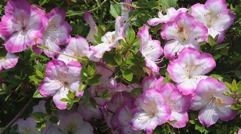 11 Pink Azalea Varieties That Will Liven Up Your Garden - Epic Gardening