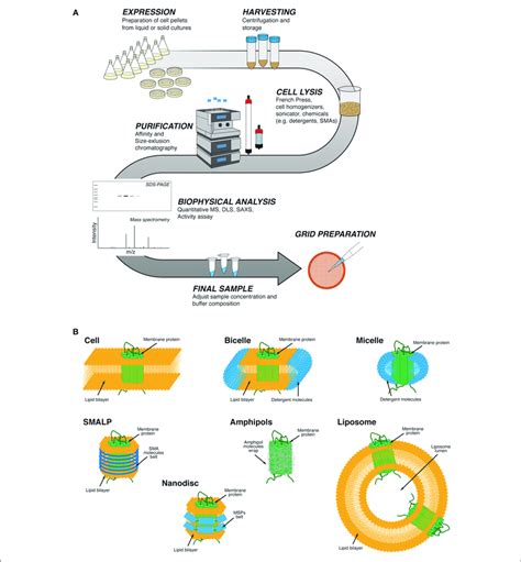 progettista ricevuta impazzito membrane protein purification guardare la tv Incoraggiamento cupola