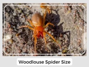 Woodlouse Spider (Dysdera crocata): Facts, Identification & Pictures