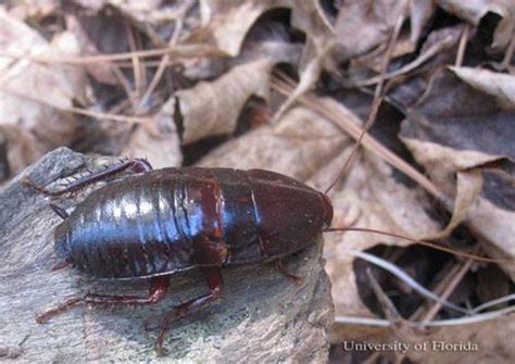 Florida Woods Cockroach – Imagine Our Florida, Inc