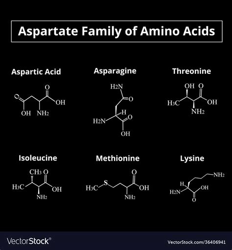 A family amino acids aspartate chemical Royalty Free Vector