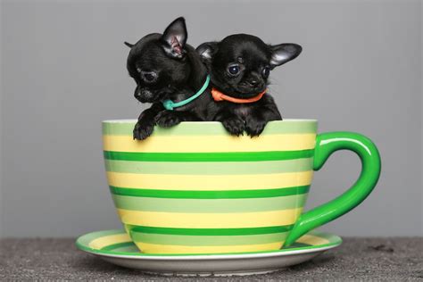 Teacup Chihuahua: Dog Breed Guide - Dog Academy